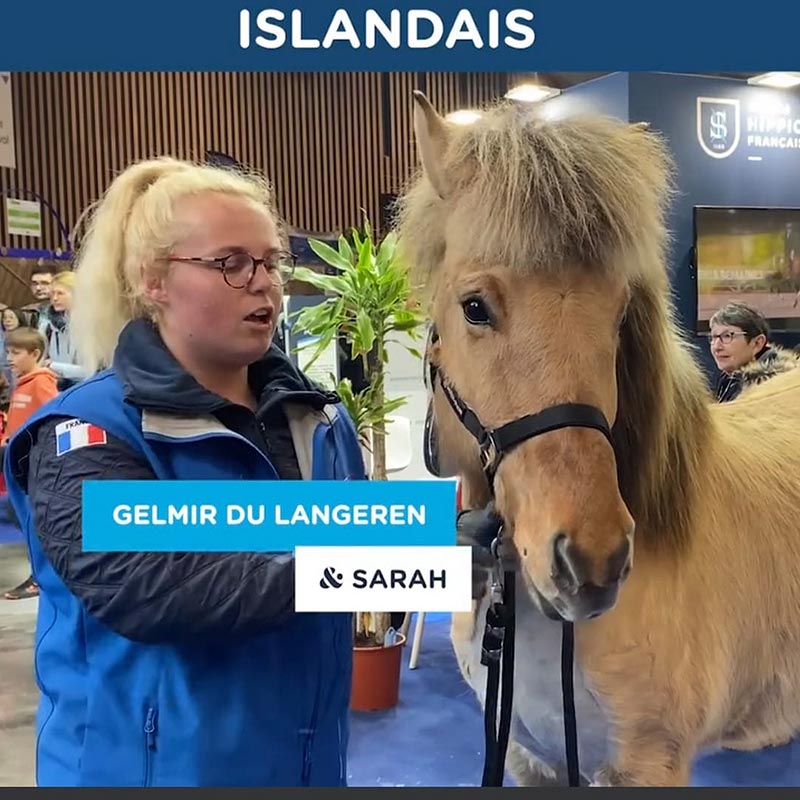 Islandais du Langeren - Actus